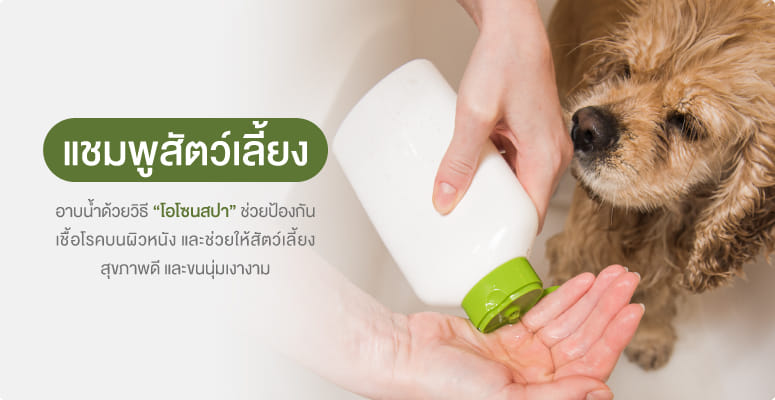 แชมพู & ครีมนวด